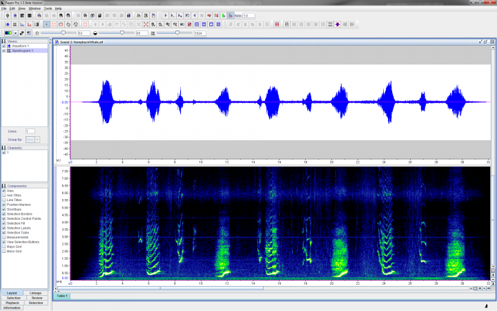 Using Raven Pro to look at a spectrogram and waveform of a humpback whale vocalizing.