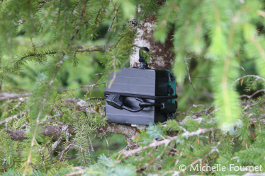 One of Cornell’s Swift recorders (camouflaged) attached to a young Sitka spruce in Glacier Bay.