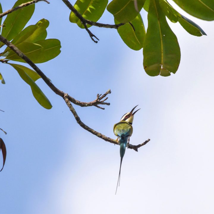A white-throated bee-eater perusing the bai