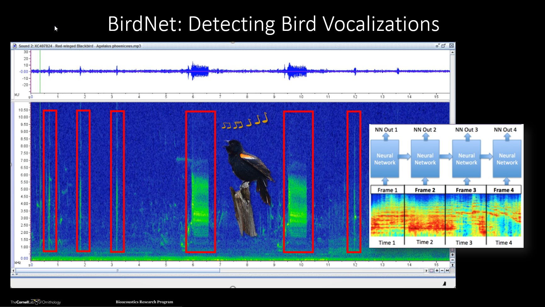 BirdNet is a software tool that can be used to detect species vocalizations in the sound recordings using Deep Learning Algorithms