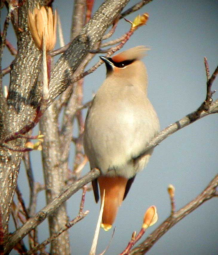 Bohemian-Waxwing-Cornell-Ca.jpg (76359 bytes)