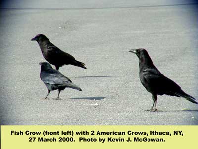 Fish-Crow-and-Am-Crow-32700.jpg (16391 bytes)