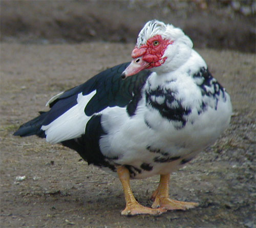 Muscovy-Duck-051a.jpg