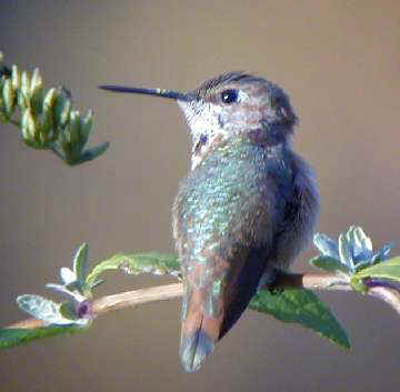 Rufous Hummingbird imm. male on bush Yonkers, NY 23Nov01 325a.jpg (11743 bytes)