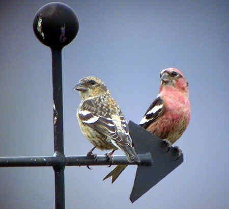 White-winged Crossbills on weather vane 5Dec01 720ar.jpg (86093 bytes)