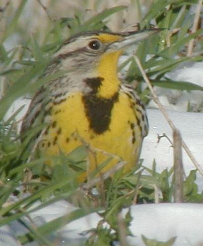 [Linked Image from birds.cornell.edu]