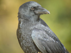 Crow-head-5Oct05-1676arw.jpg (12923 bytes)