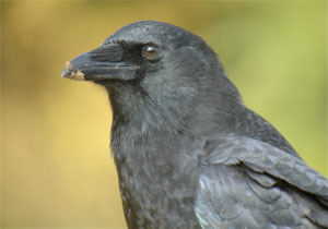 Crow-head-5Oct05-1682arw.jpg (11872 bytes)