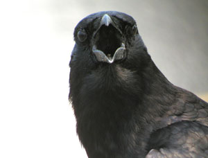 crow-panting-adult-30Jun02-.jpg (9400 bytes)