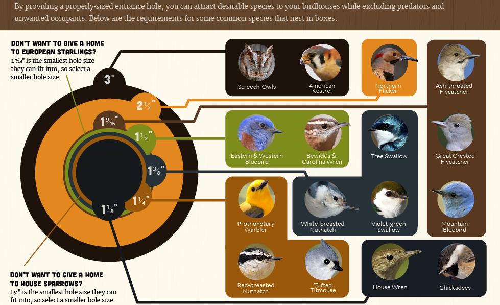 Nest hole sizes for common birds from Nestwatch