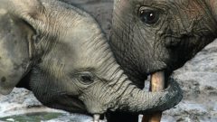 Eavesdropping on Elephants_Cover showing two elephants with their heads touching 
