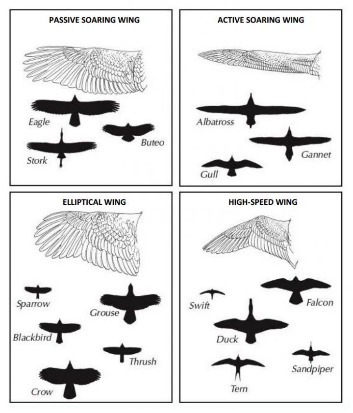 Shows the difference between the 4 common types of bird wings