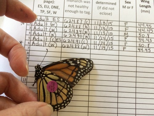 tagging butterflies and recording data on them