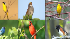 6 birds singing Bird Songs
