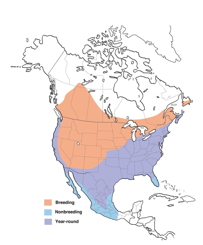 This is a map of breeding, nonbreeding, and year round areas. More info can be found at allaboutbirds.org
