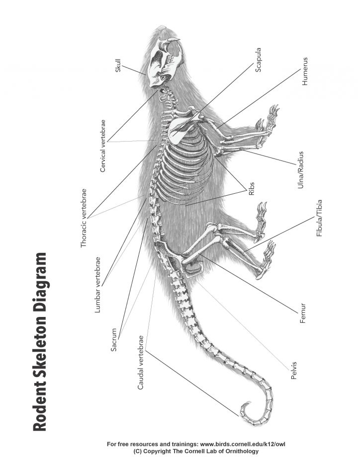 free bone identification guide rodent