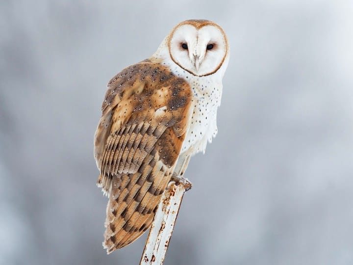 Barn Owl, by Darren Clark 
