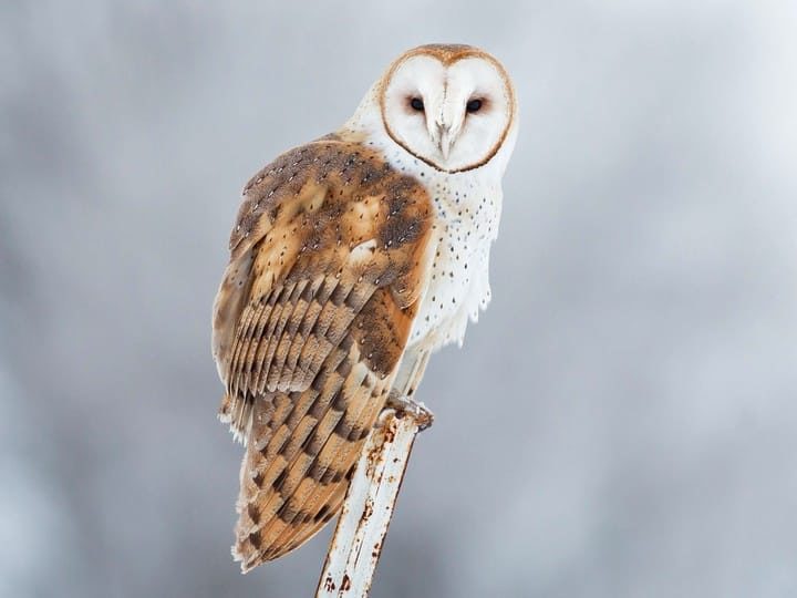 Owl Pellet Skeleton Reconstruction Chart