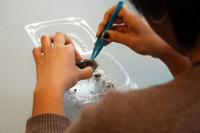 Child dissecting an owl pellet.
