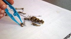 Assembling an owl pellet skeleton.