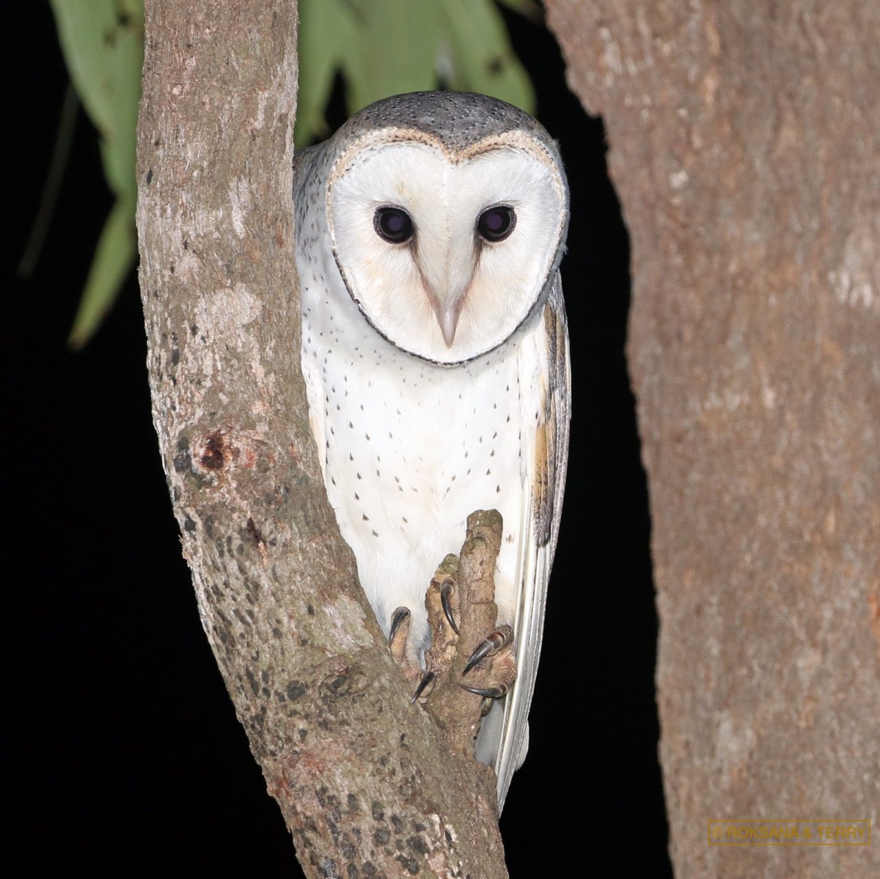 Barn Owl