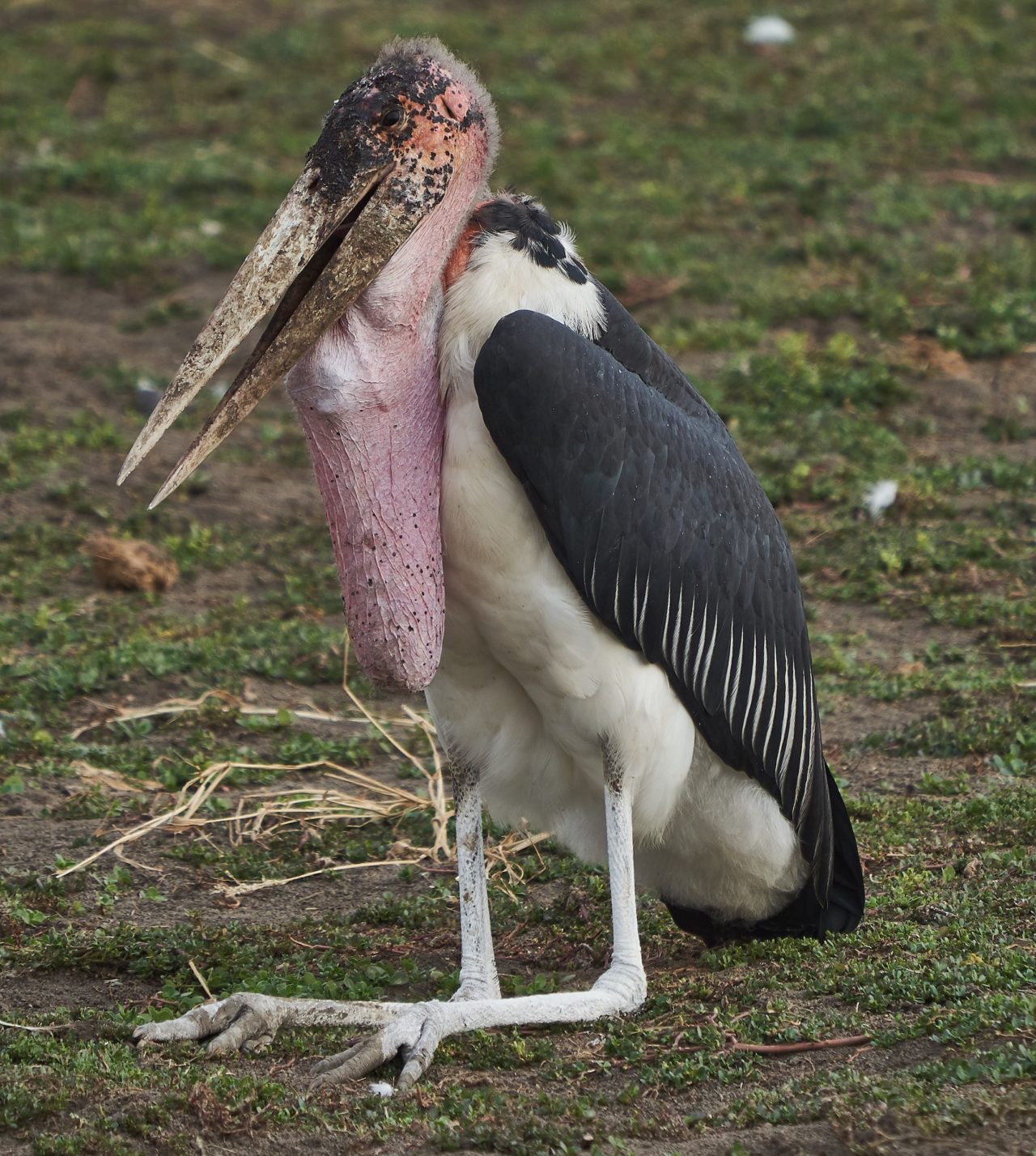 Marabou Stork