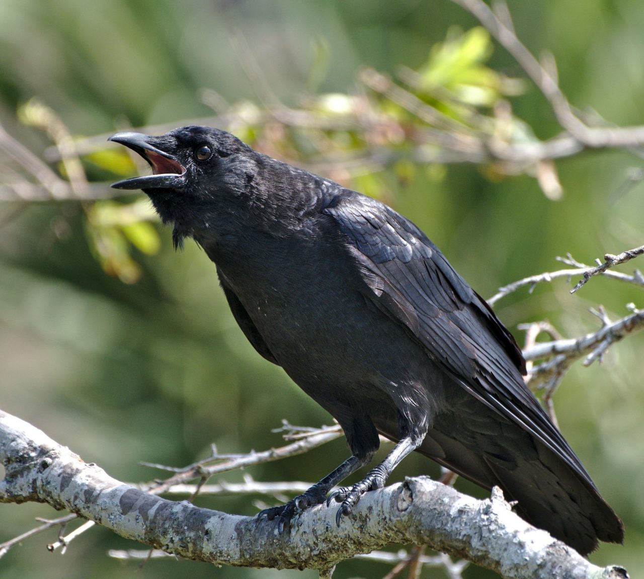 9 Spiritual Meanings of Seeing Crows