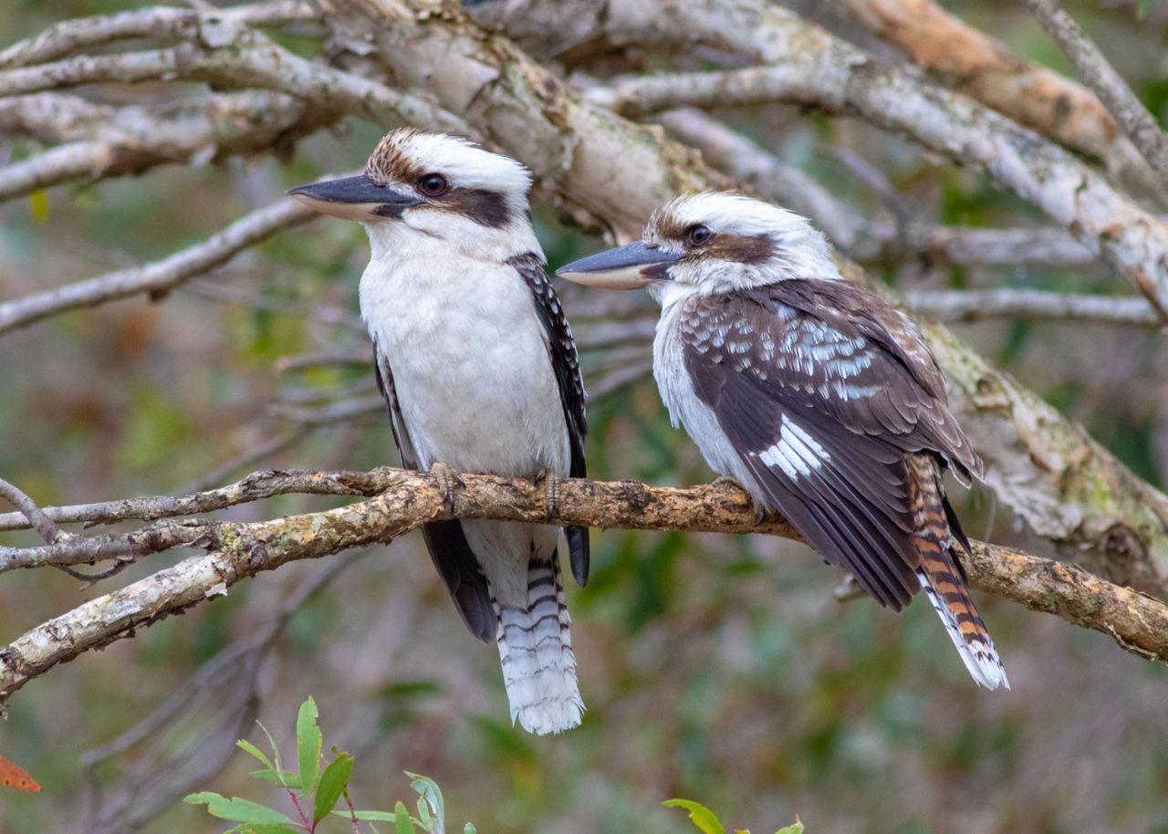 Kookaburras