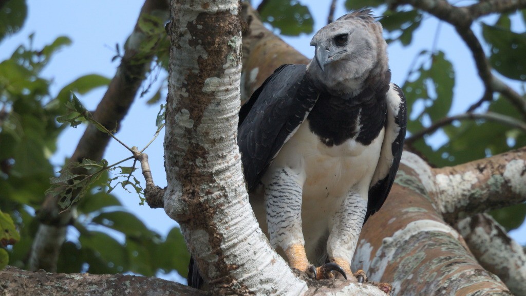 Harpy Eagle