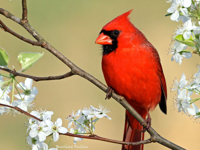 Northern Cardinal by Rockytopk9