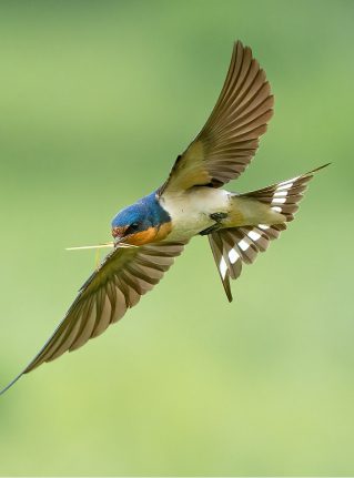 Barn Swallow in flight