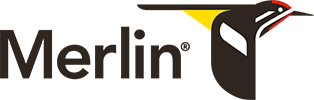 Merlin
