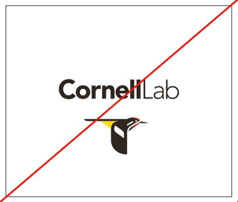 Sapsucker moved under Cornell Lab text