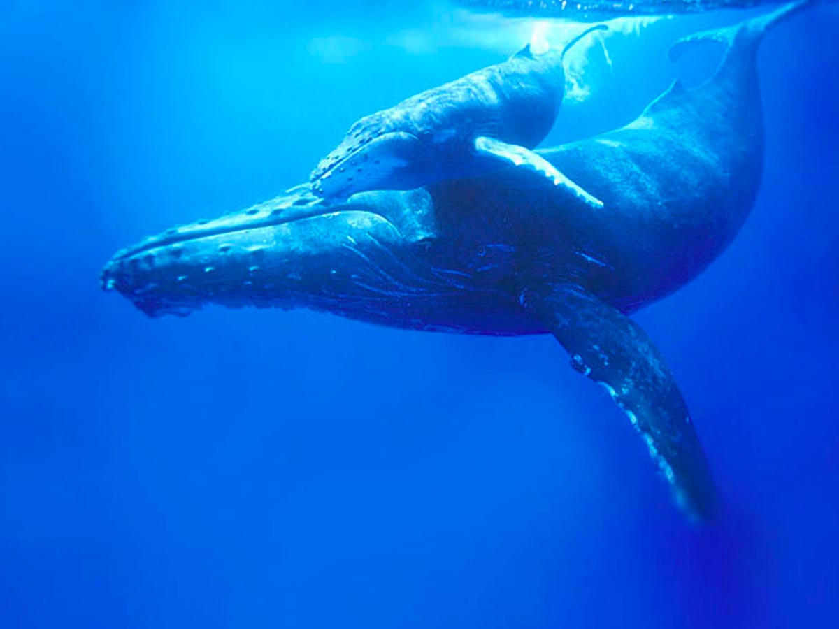 Whale and calf swimming in blue waters