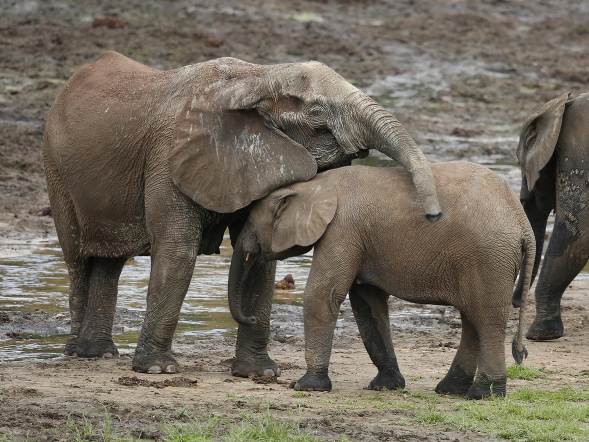 Two Forest Elephants