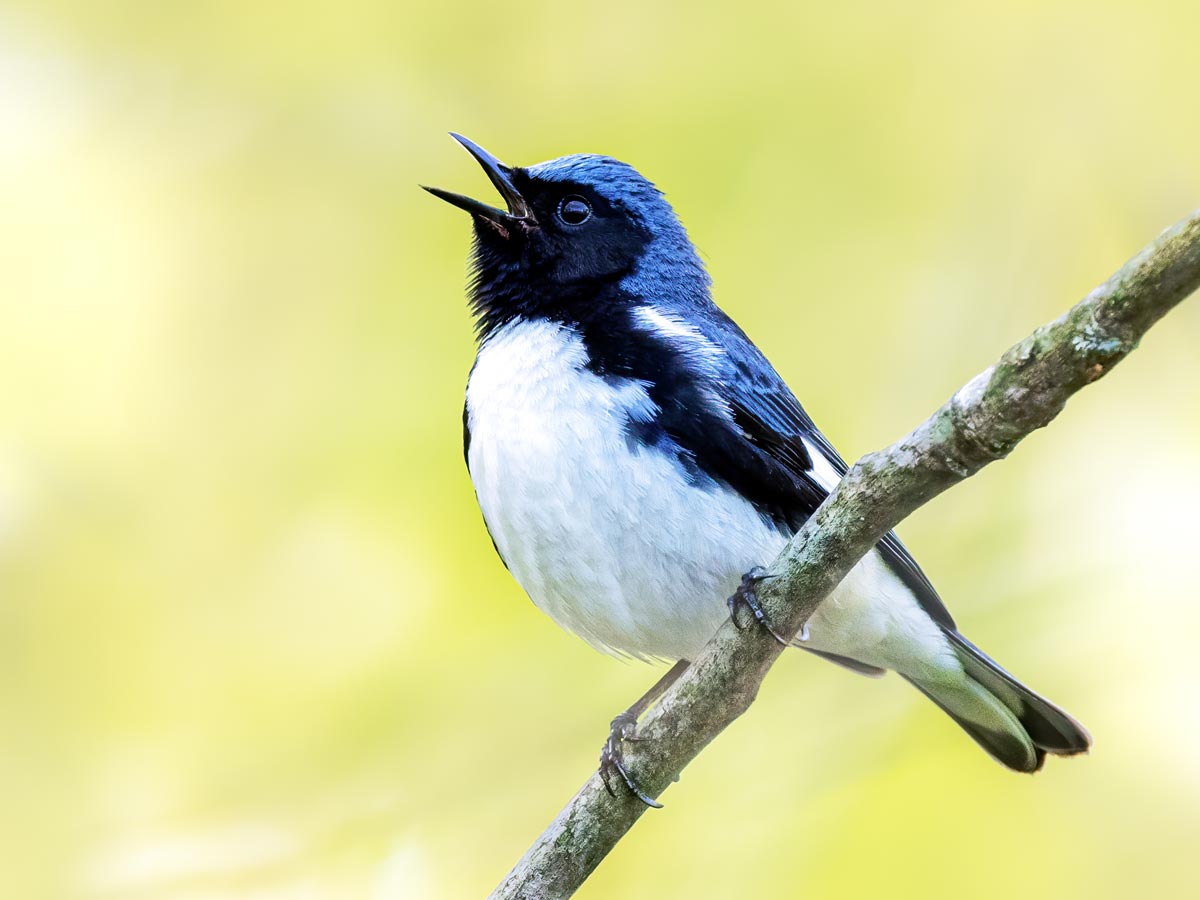 a blue, black, and white bird sings from a branch