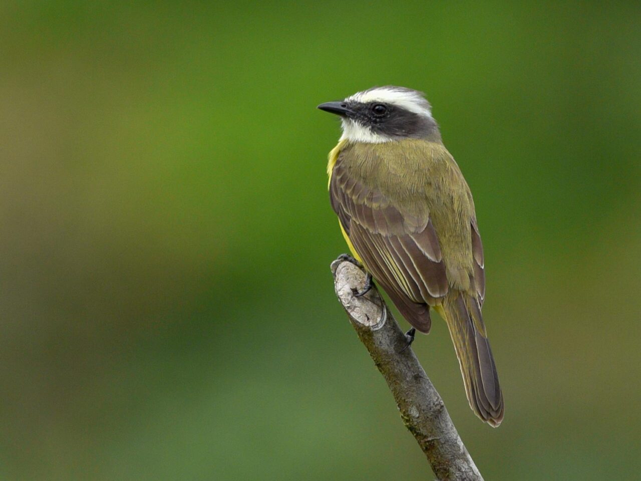 a brown bird with a striped head sits on a branch