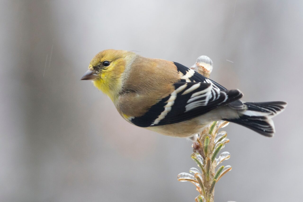 American Goldfinch perched on top of a Fir