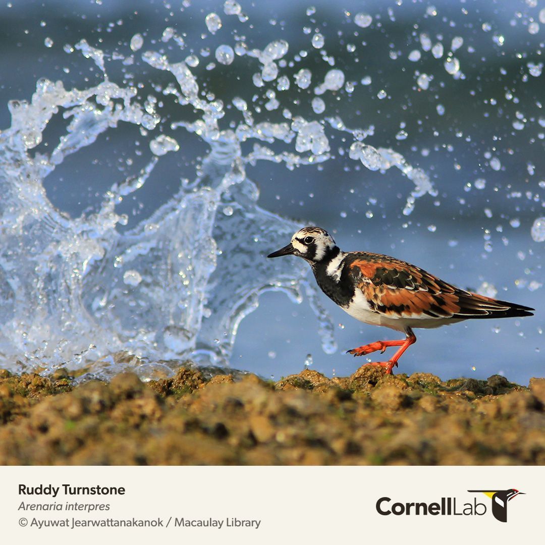 Zoom into the Species Spotlight image