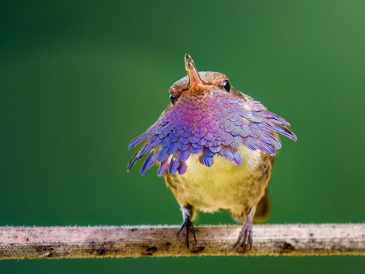Volcano Hummingbird showing a purple and pink gorget