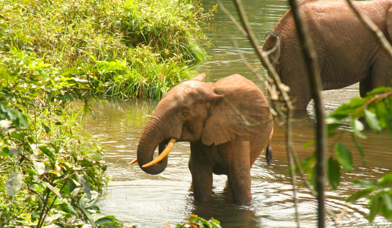 Two African forest elephants in water