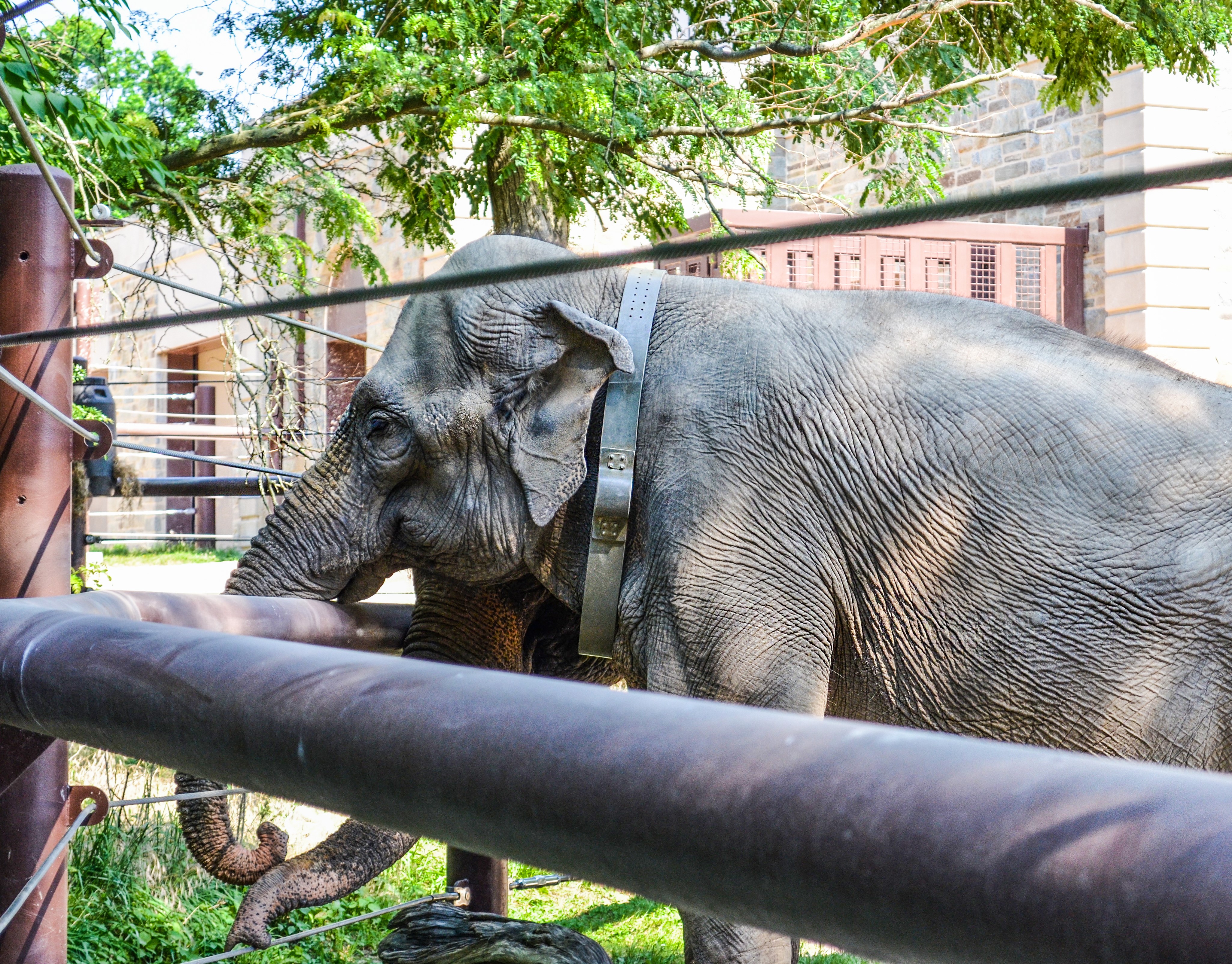 Kamala, a female Asian Elephant, wearing the collar at the National Zoo in Washington D.C.