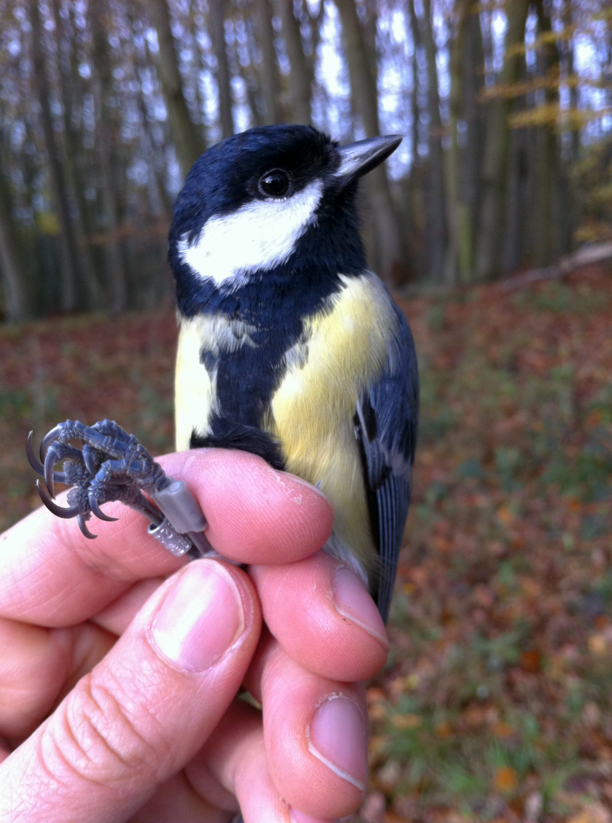 Male great tit with British Trust for Ornithology (BTO) leg ring and RF ID tag. Photo Credit: Wythamtits.com