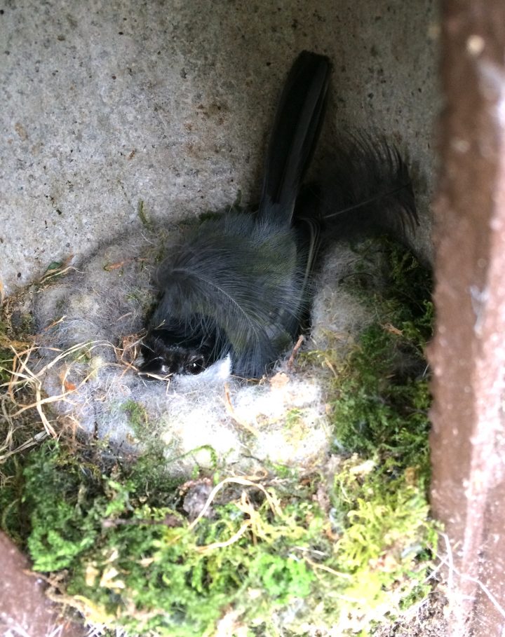 Female great tit incubates her eggs in late April 