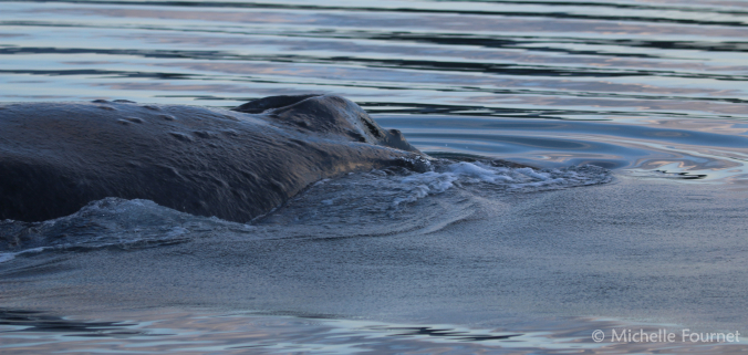 Alaskan humpbacks produce aerial sounds through their blowholes. Some sound wheezy and airy; others sound deep like a French horn.