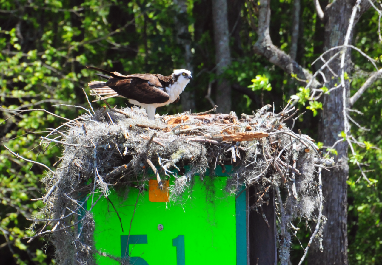 Osprey nest along the Inter-Coastal Waterway in North Carolina