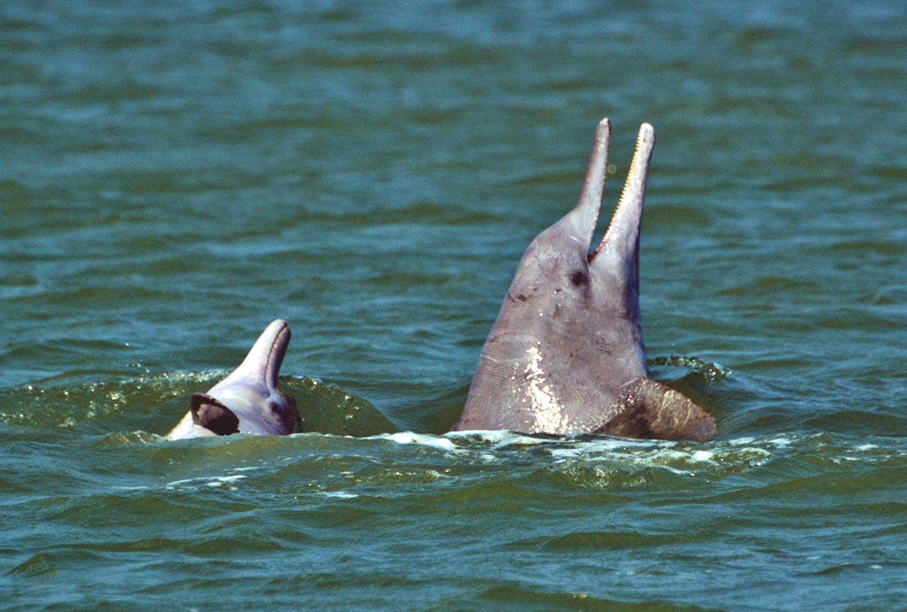 Indian Ocean humpback dolphin. Image by Abhishek Jamalabad