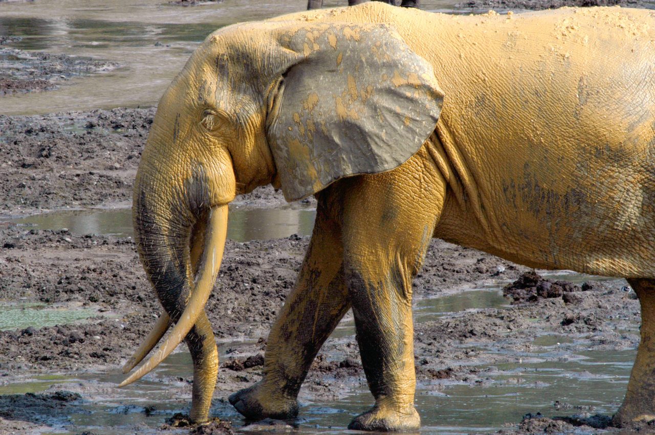 Ahmed, a 40 year old adult male elephant 