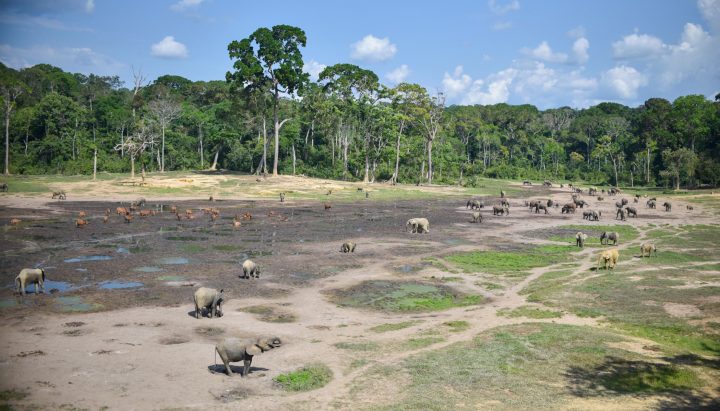 The magical Dzanga Bai