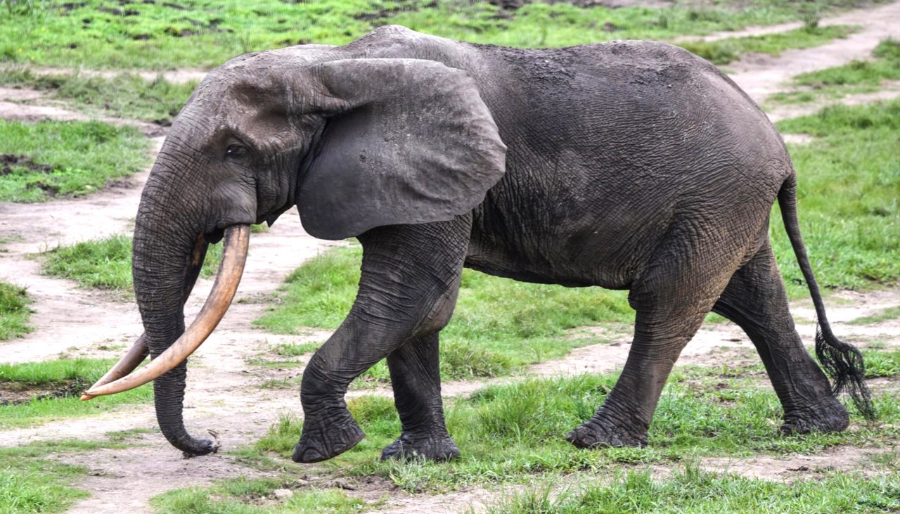 A bull in the clearing on my first day of data collection